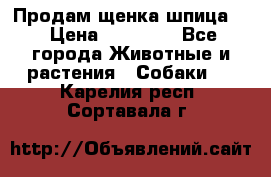 Продам щенка шпица.  › Цена ­ 15 000 - Все города Животные и растения » Собаки   . Карелия респ.,Сортавала г.